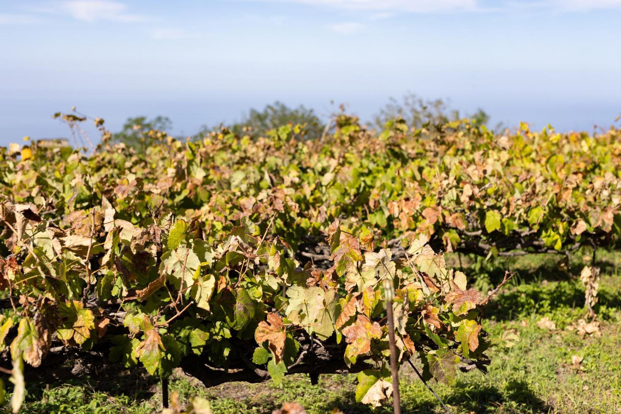 Ek Teide Finca El Milagro La Orotava Luaran gambar