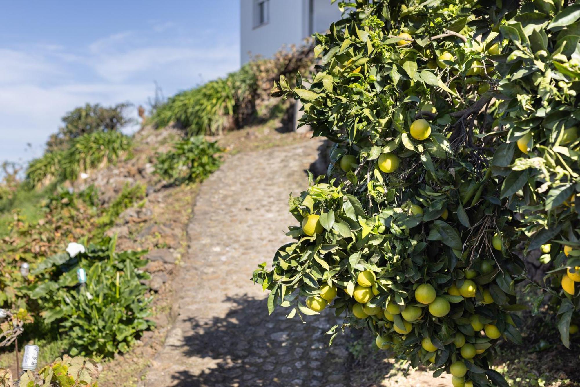 Ek Teide Finca El Milagro La Orotava Luaran gambar